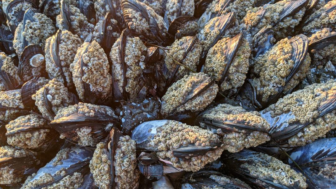 California mussels at low tide, covered in barnacles