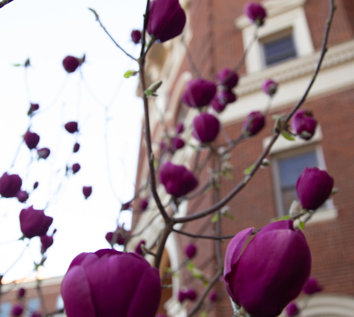 Picture of Purple Flowers in front of Weatherford Hall