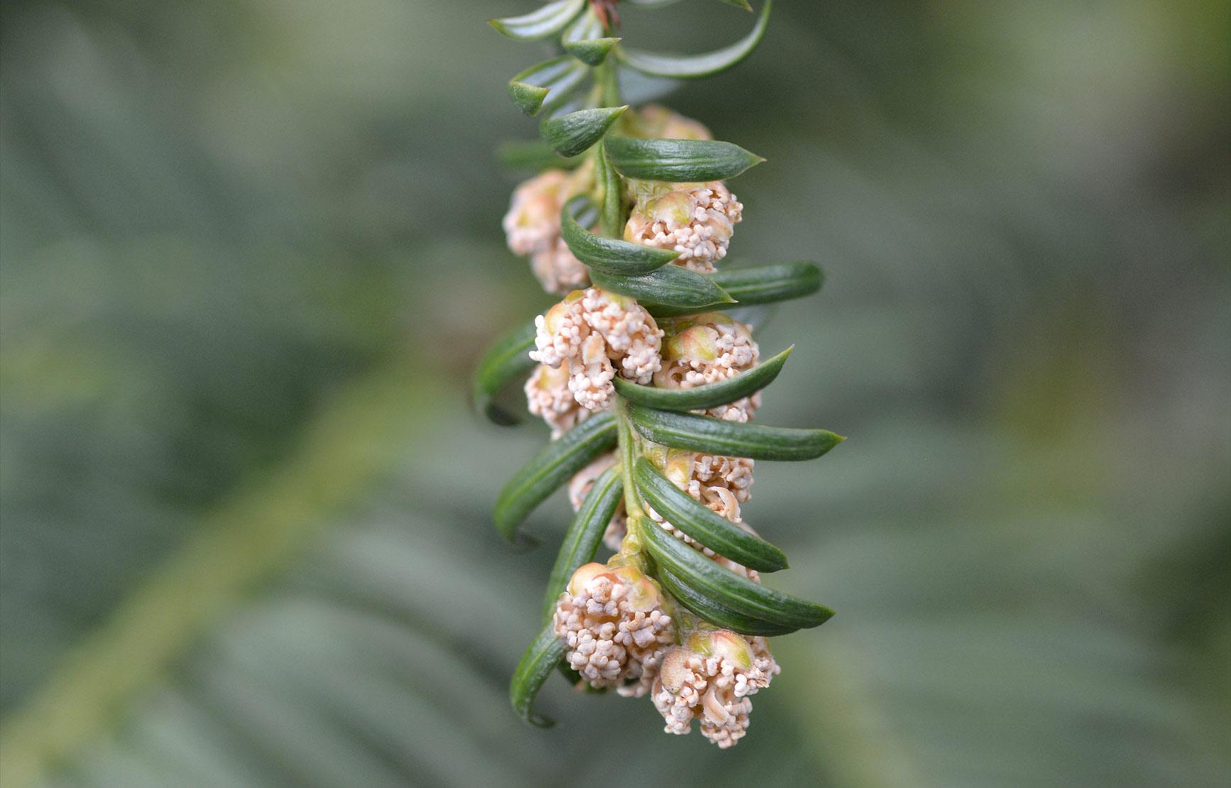 The flower of a yew tree.
